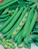 Broad Bean Masterpiece Green Longpod Veg Seeds