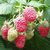 Raspberry Plants