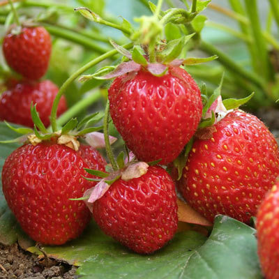 10 x Early Strawberry Honeoye Bare Root Plants