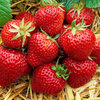 10x Strawberry Everbearer Albion Bare Root Plant