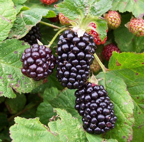 Blackberry Bedford Giant Early Fruiting Plant