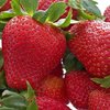 10 x Strawberry Florence Bare Root Plant