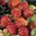 10x Strawberry Cambridge Bare Root Plants