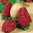 Strawberry Senga Gigana Bare Root Plants