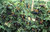 Blackberry Merton Thornless Plant