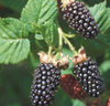 Blackberry Merton Thornless Plant