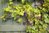 Red Grape Vine Boskoop Glory Plant 0.5Ltr Pot
