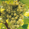 White Grape Vine Madeleine Sylvaner Plant