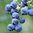 Blueberry Fruiting Dixi Late Season Plant