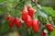 Goji Berry Plant Also known as Wolf Berry