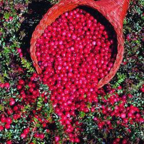 Cranberry Pilgrim Plant