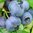 Blueberry Gold Traube Plant