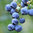 Blueberry Spartan Plant Early Season