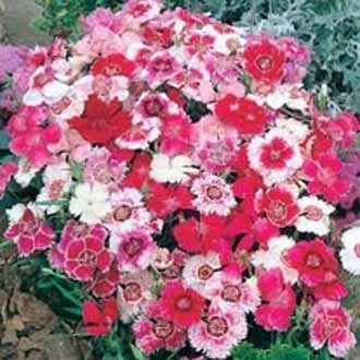 Dianthus - Baby Doll Mixed Annual Flower Seeds