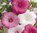 Lavatera - Beauty Mixed 70 (0.49g) Flower Seeds