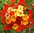 Nasturtium Jewel Mix Dwarf Bushy Flower Seeds