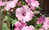 Lavatera - Silver Cup 100 Flower Seeds