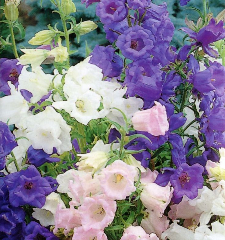 Canterbury Bells calycanthema (Cup & Saucer) a mix of two shades of...