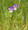 Wild Pansy Heartsease (200) Wildflower Seeds