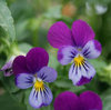 Viola Prince Henry 150 Flower Seeds
