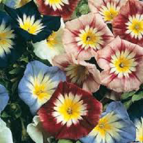 Convolvulus Flagship Mixed 110 Flower Seeds