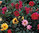 Dahlia Redskin Mixed 40 Premium Flower Seeds