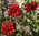 Dahlia Redskin Mixed 40 Premium Flower Seeds