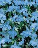 Lobelia (Bedding) Cambridge Blue Flower Seeds