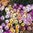 Mesembryanthemum Magic Carpet Mixed Flower Seeds