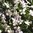 Lobelia White Fountains Trailing Flower Seeds