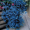 Lobelia (Trailing) Blue Fountains Flower Seeds