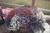 Lobelia Fountains Formula Mix Flower Seeds