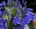 Agapanthus Headbourne Hybrids Flower Seeds