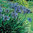 Agapanthus Headbourne Hybrids 50 Flower Seeds