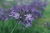 Agapanthus Headbourne Hybrids Flower Seeds