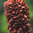 Digitalis Parviflora Foxglove 200 0.2g Seeds