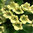 Digitalis Lutea 500 0.17g Flower Seeds