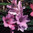 Dierama Plant World Jewels Flower Seeds