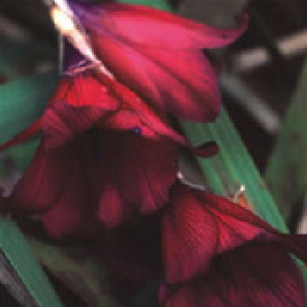 Dierama Blackbird 10 Flower Seed Hardy Perennial