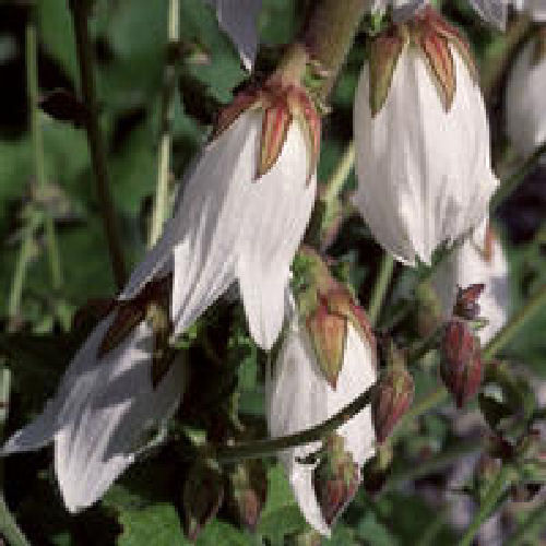 Campanula Alliarifolia - 200 Flower Seeds