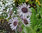 Berkheya Purpurea 15 PURPLE DAISY Flower Seeds