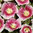 Hollyhock Halo Blush 15 Flower Seeds