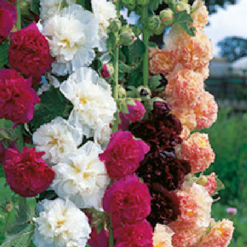 Hollyhock Chaters Double Mix Flower Seeds