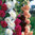 Hollyhock Chaters Double Mix Flower Seeds