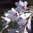 Dierama Snowbells 10 Flower Seeds