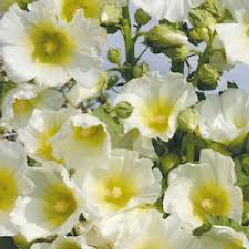 Hollyhock Halo White 15 Flower Seeds