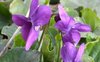 Viola odorata Queen Charlotte 60 Flower Seeds