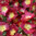 Hollyhock Halo Red 15 Flower Seeds