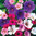 Geranium Hardy Mixed 25 Flower Seed