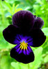 Viola Sawyers Black Perennial Flower Seeds